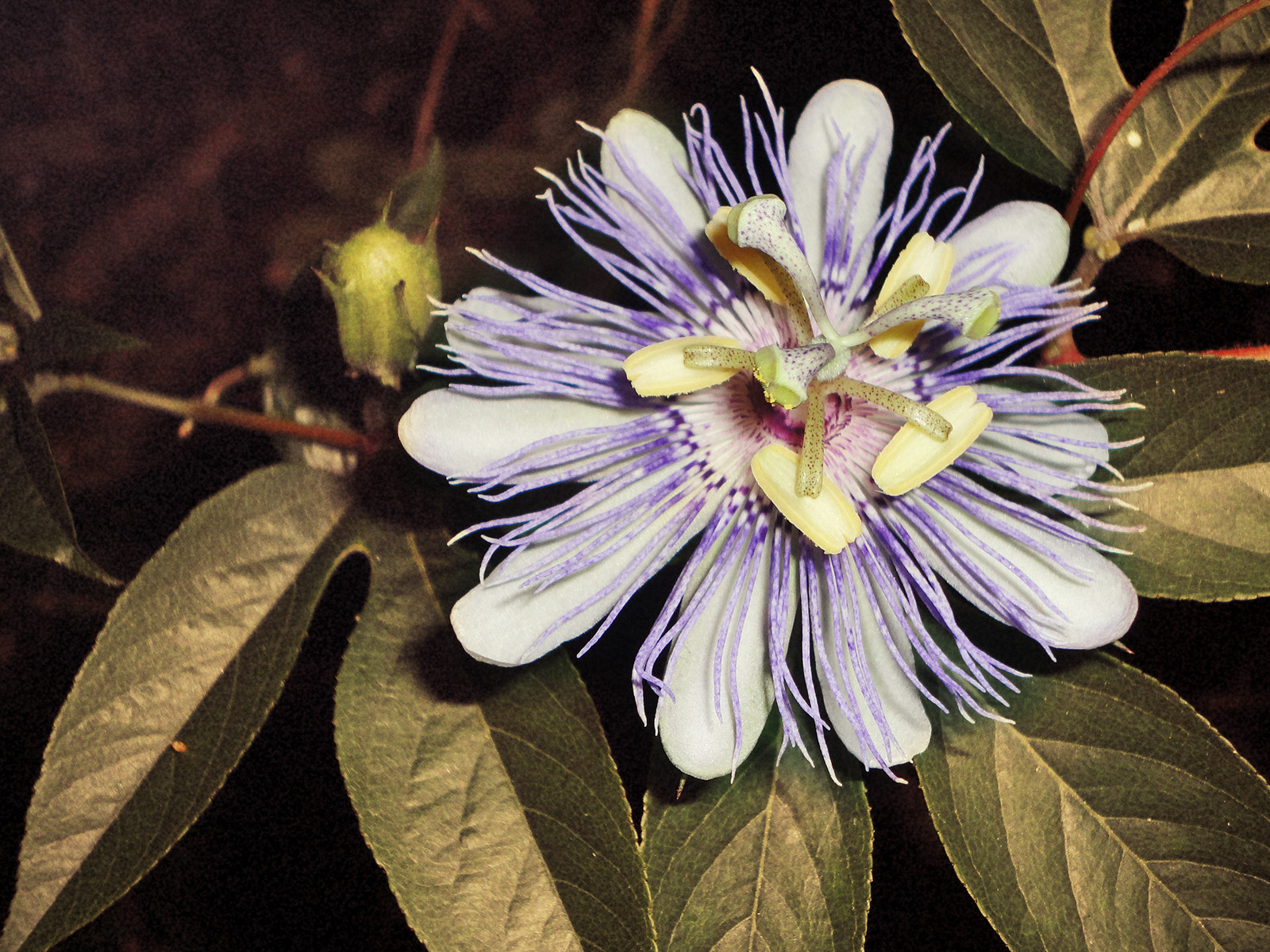 A medicinal Passionflower plant used to compare to the health benefits of Cannabis