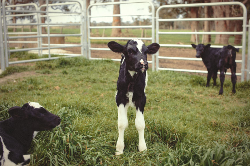 Three Friesian calves are being contained in a grassy holding pen