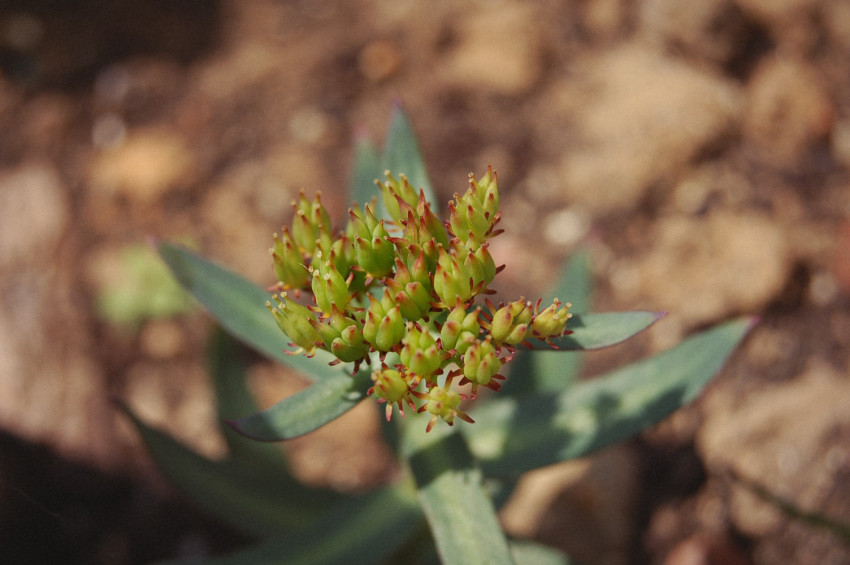 A Rhodiola plant is displayed this medicinal herb is used in stressful situations