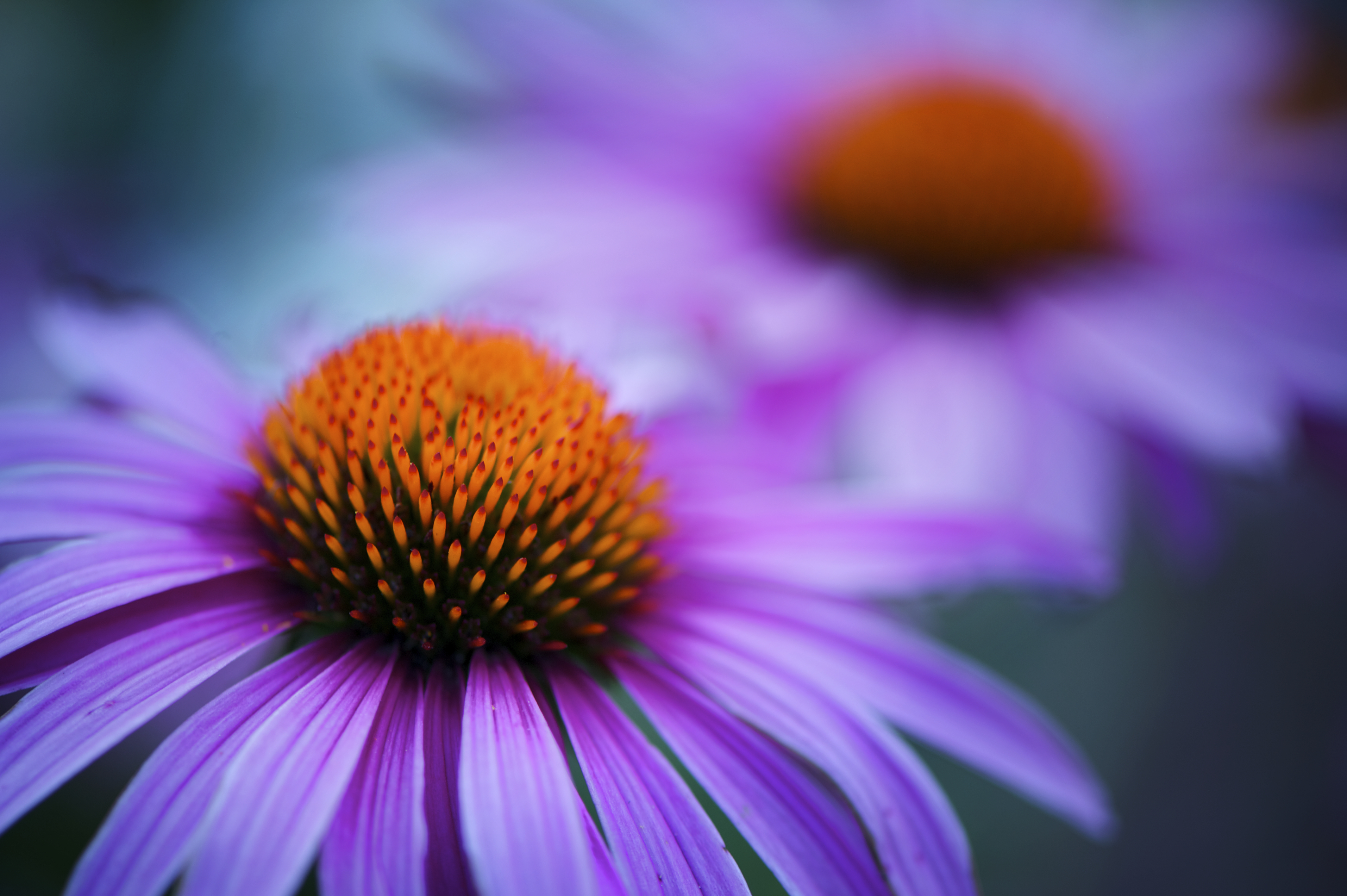 Two beautiful flower heads of the Echinacea plant to compare to the health benefits of Cannabis