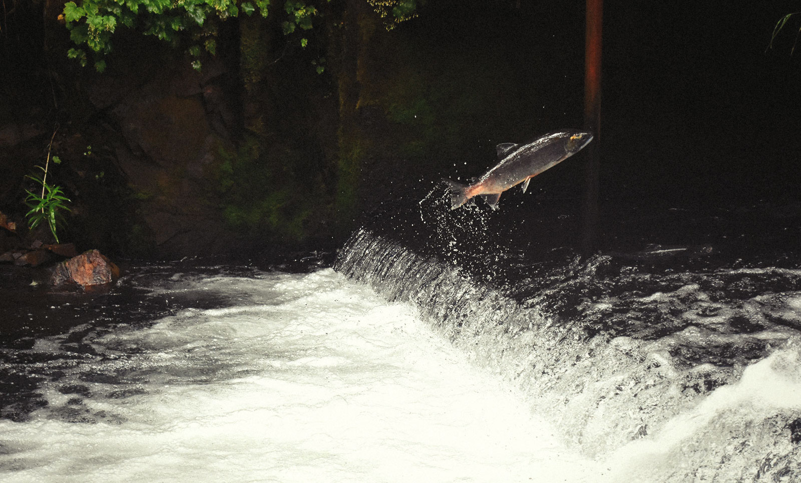 A wild salmon jumping up out of the water and about to swim upstream