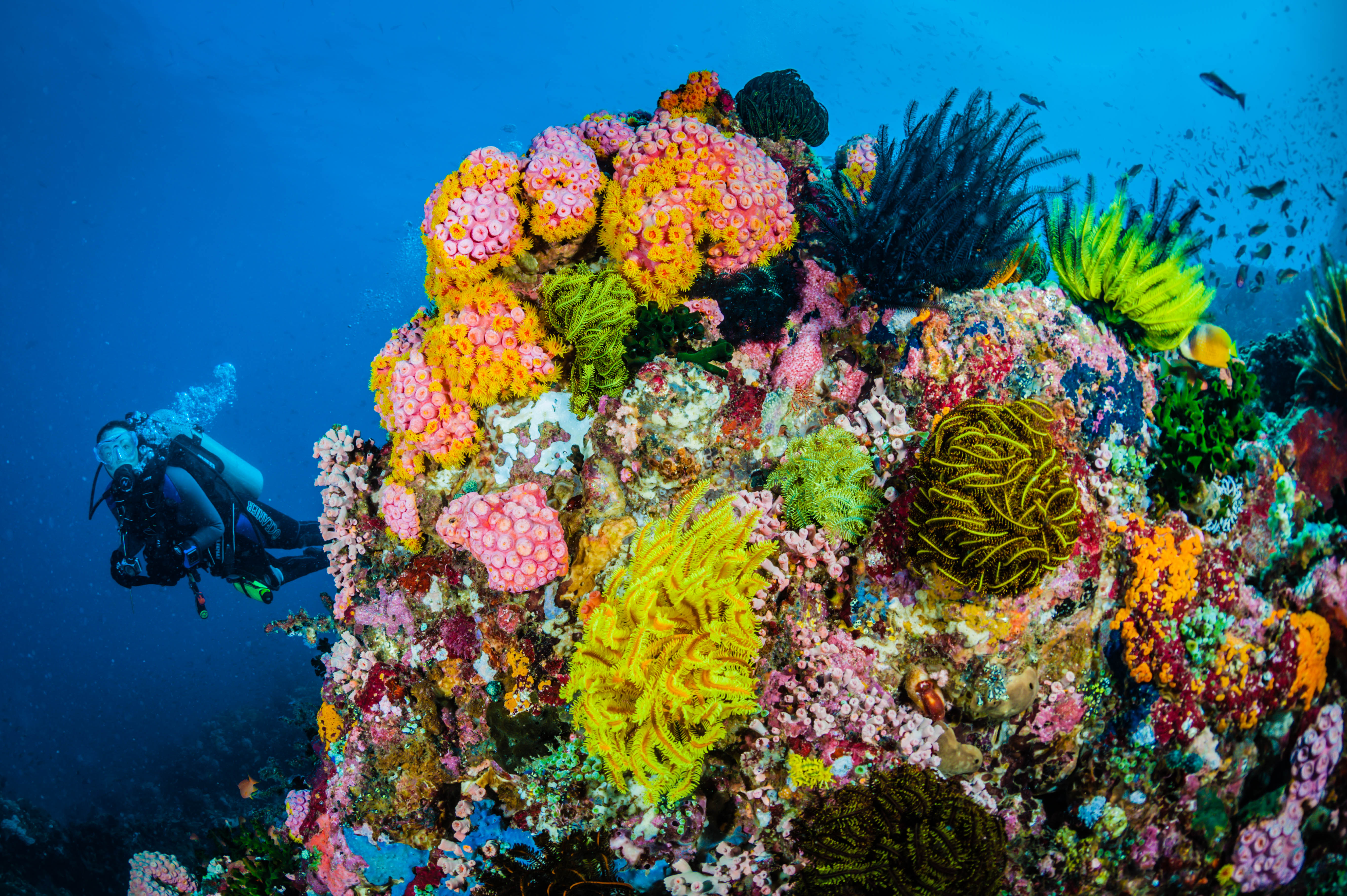 Scuba diving looking at a very colourful healthy coral reef