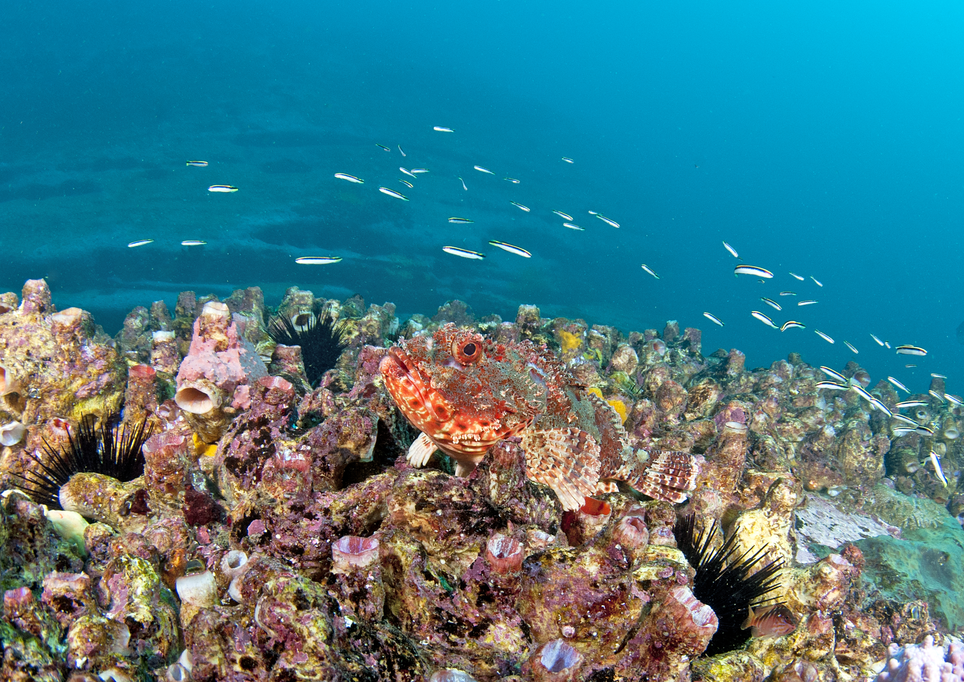 a healthy coral reef with many forms of sea-life
