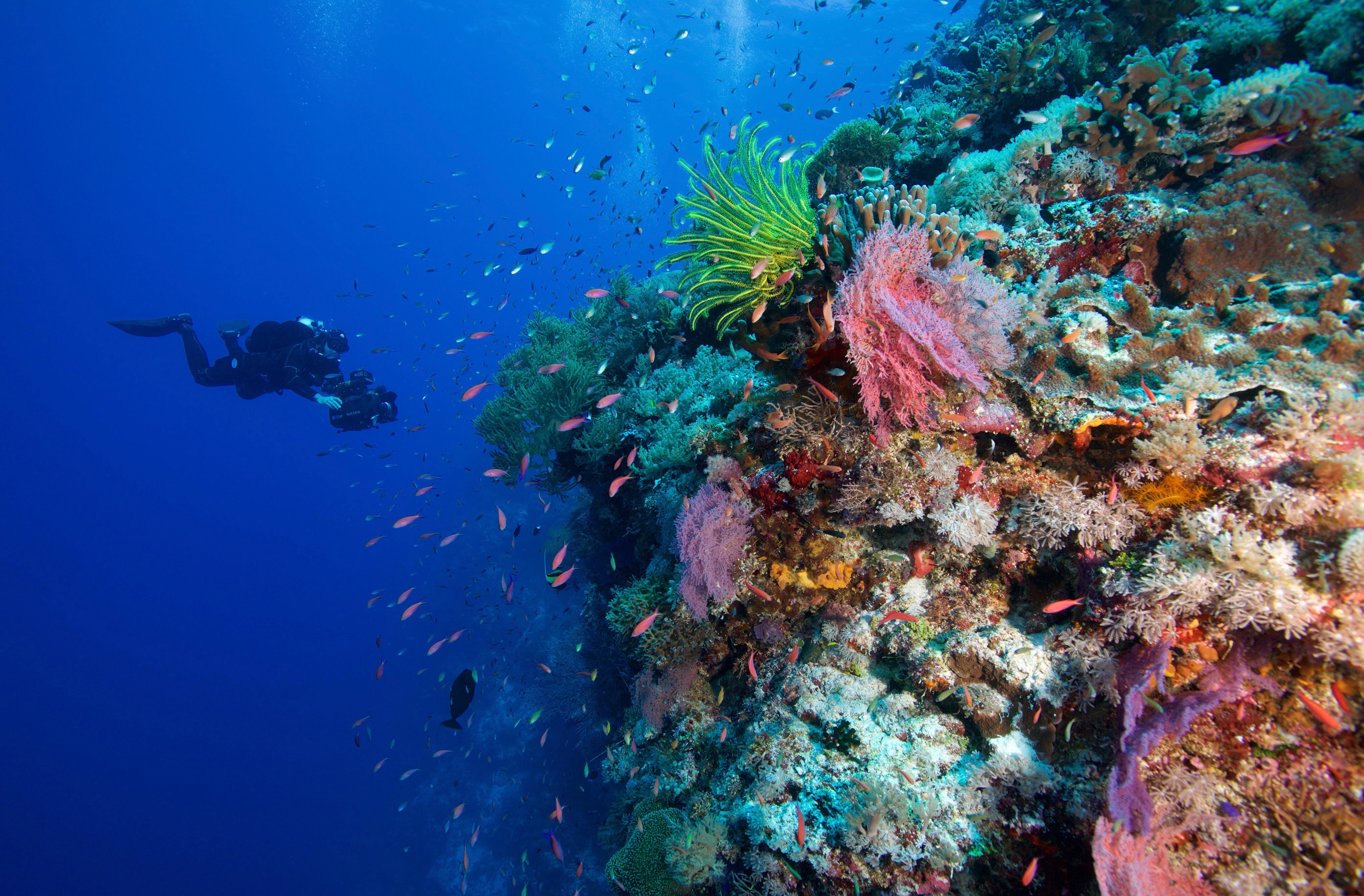 Healthy coral reef with scuba diver exploring