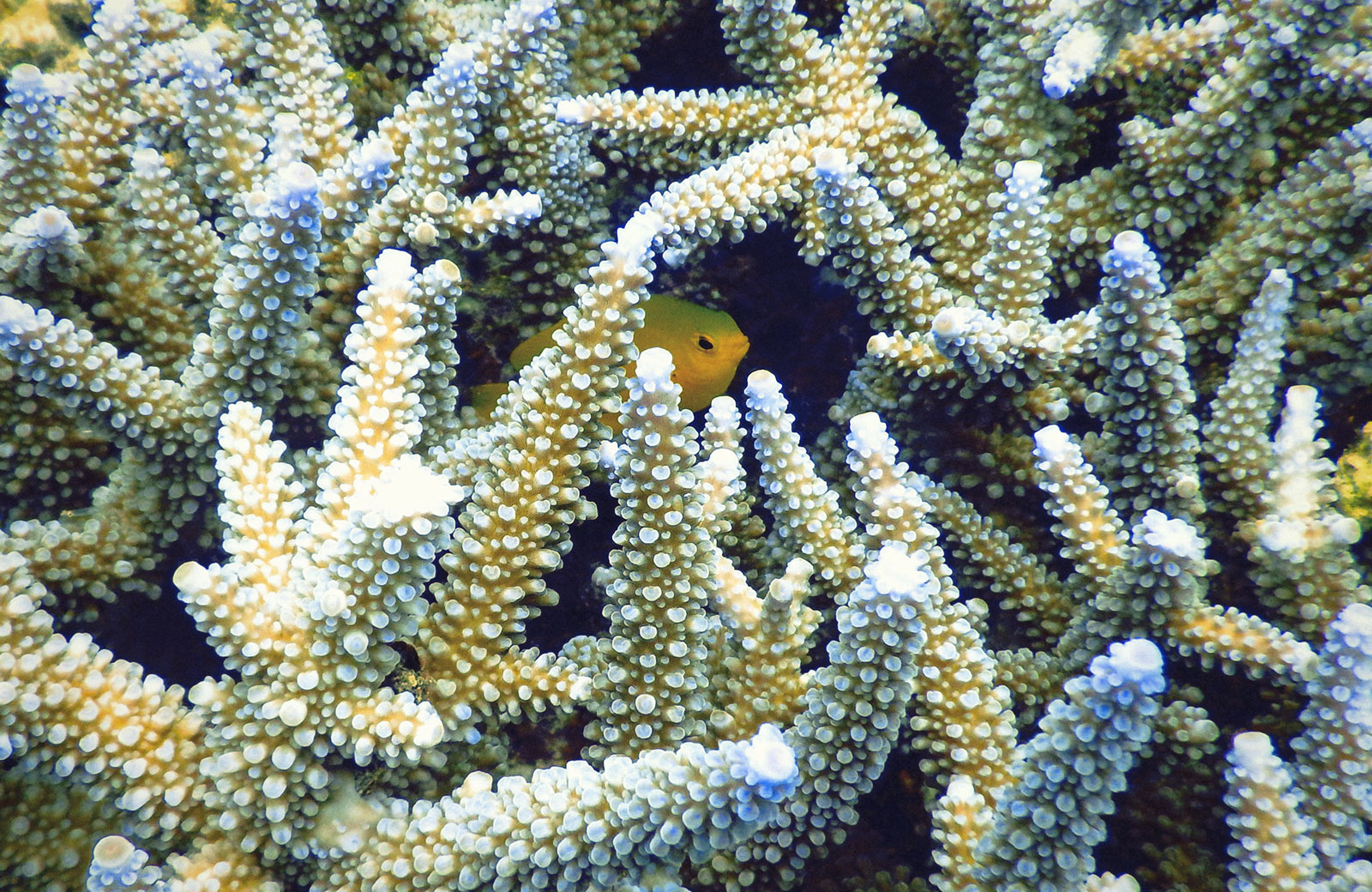 Yellow fish hiding in healthy yellow coral