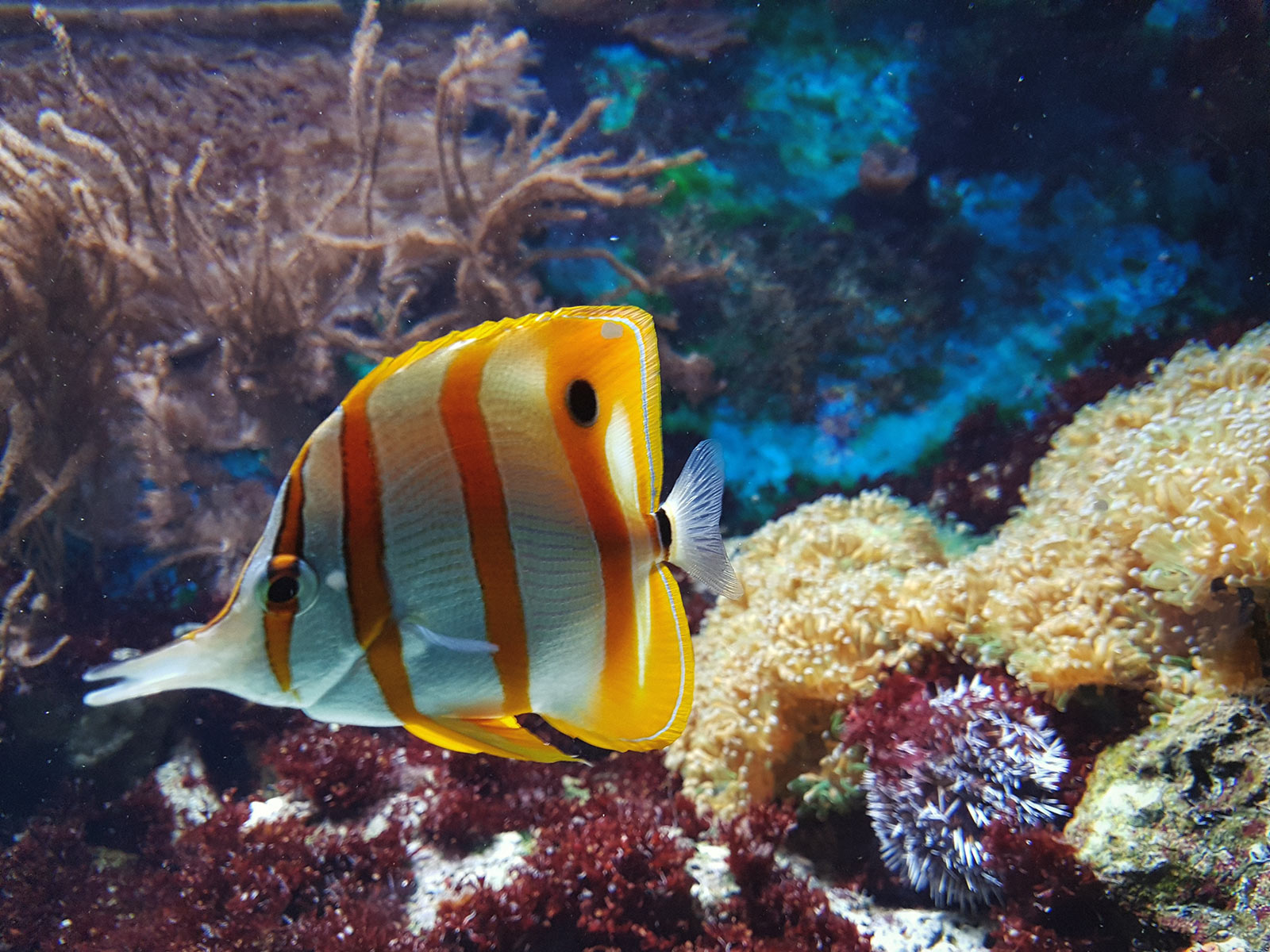 White and orange striped fish swimming past healthy coral