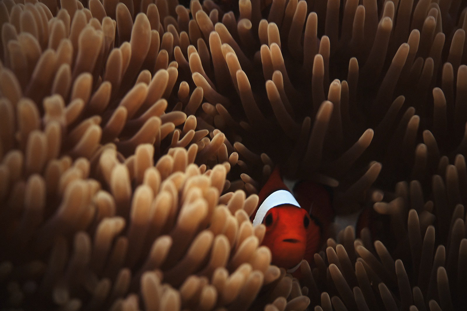 Clown fish hiding in a healthy anemone