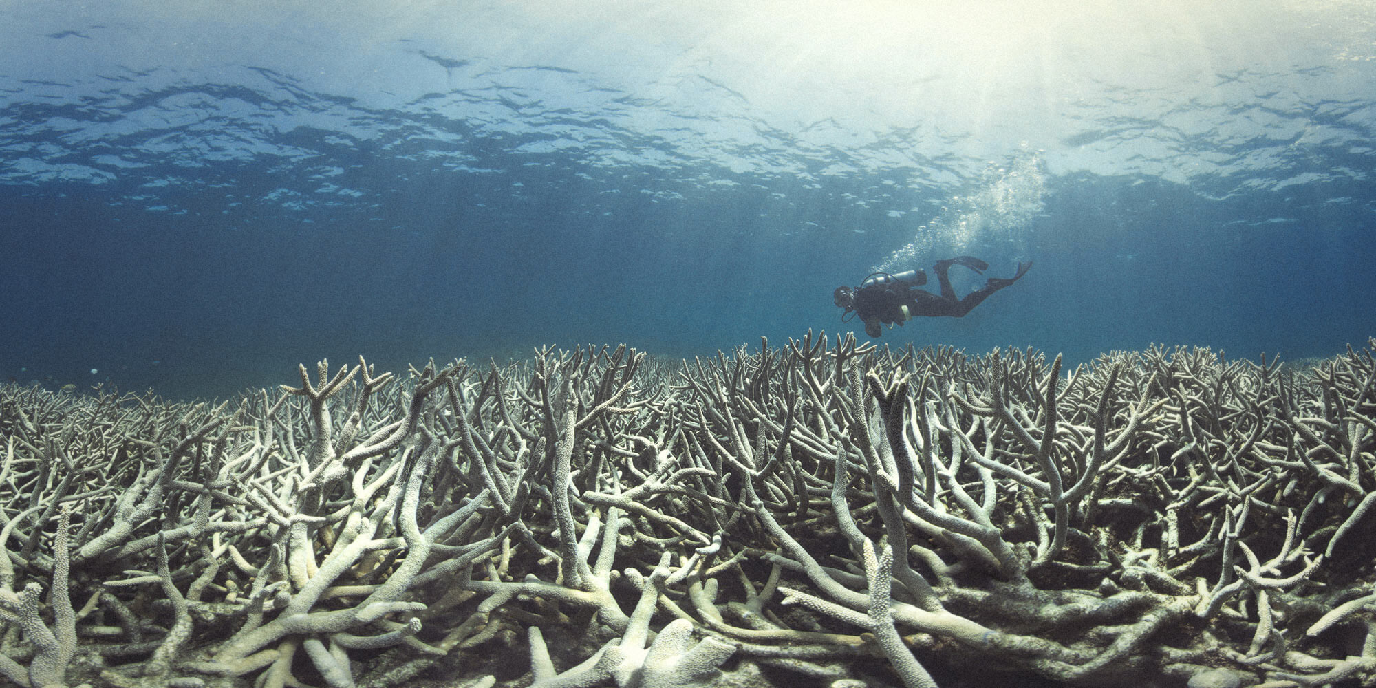 Scuba diver looking at bleached coral that has died